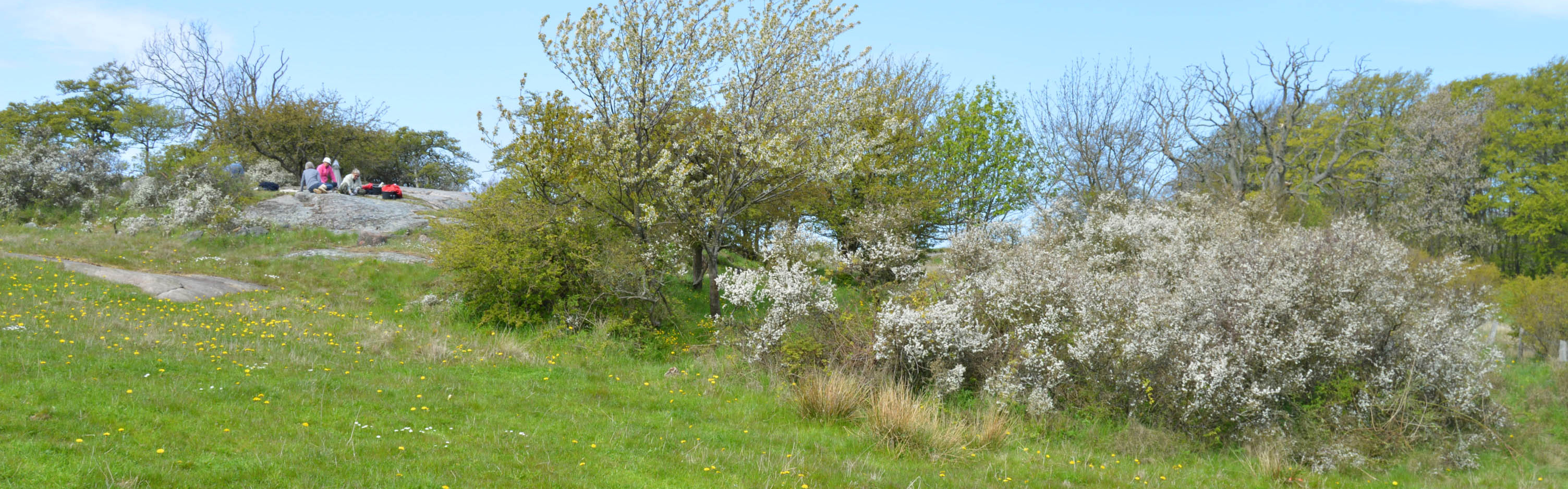 Klippeparti med slåen mod nordøst - smal.jpg