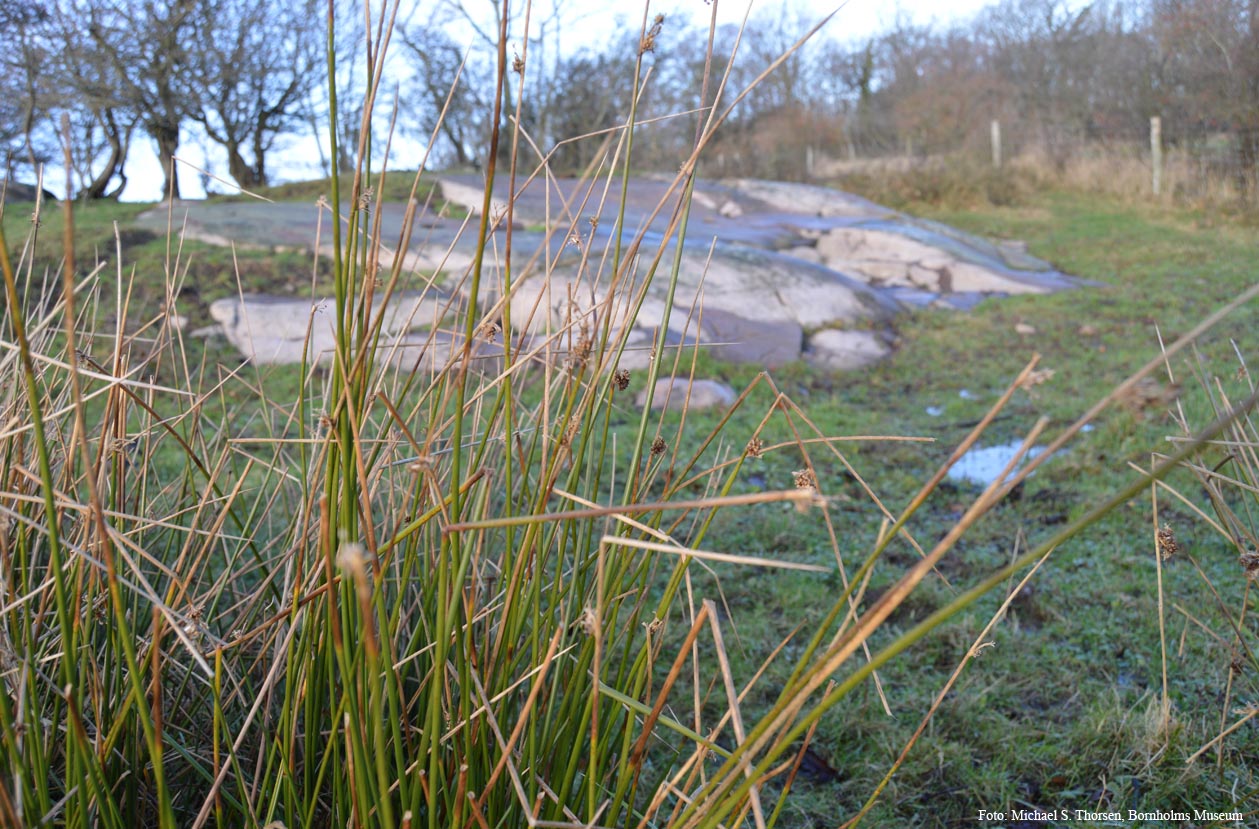 Natur20211206 Fig1.jpg