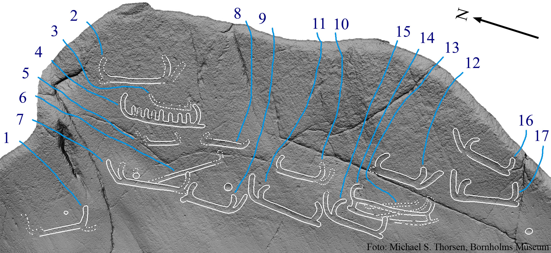 BMR 2262 H75 Fig2.jpg