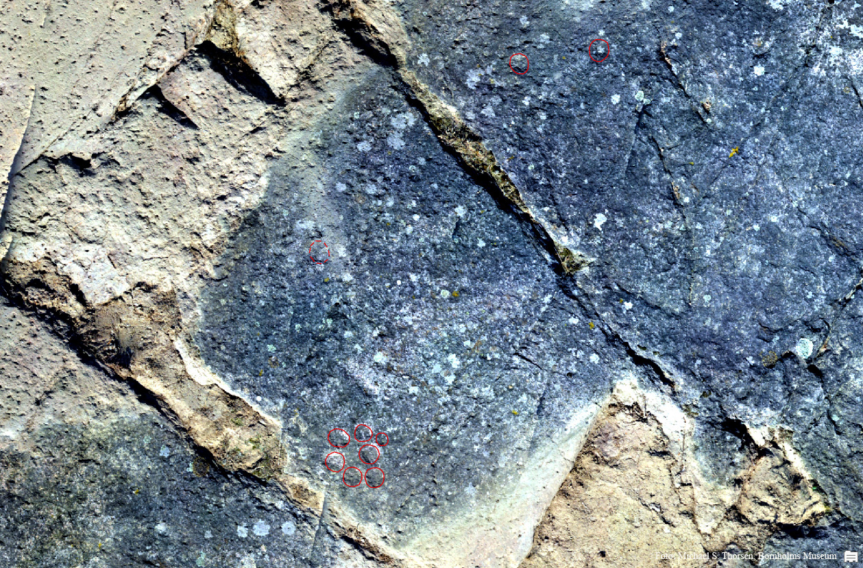 BMR 2262 H40 Omr1 Fig1.jpg